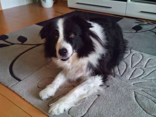 Fauler Ridgeback?-Beitrag-Bild