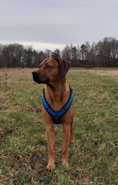 Fauler Ridgeback?-Beitrag-Bild