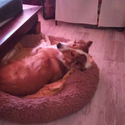 Hundetreffen-Hundebegegnungen entspannt zusammen-Bild