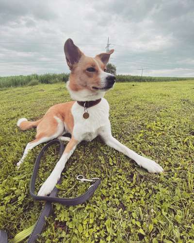 Auslandstierschutz-Beitrag-Bild