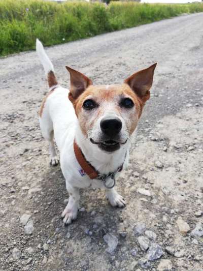 Mischlingshunde Foto Aufruf-Beitrag-Bild