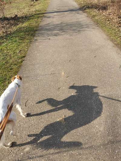 Windhunde - Treffen der besonderen Schönheiten
HERZLICH WILLKOMMEN-Beitrag-Bild