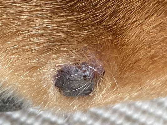 Stimmungsschwankungen-Beitrag-Bild