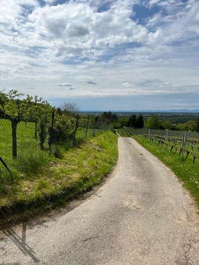 Hundeauslaufgebiet-Feldkirchle-Bild