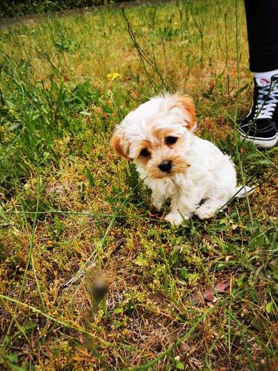 Dein Hund im Dogorama-Kalender 2021-Beitrag-Bild