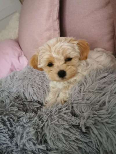 Dein Hund im Dogorama-Kalender 2021-Beitrag-Bild