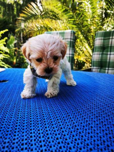 Dein Hund im Dogorama-Kalender 2021-Beitrag-Bild