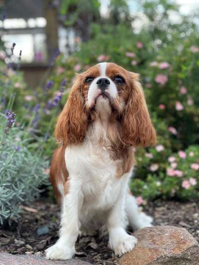 Gibt es hier auch Cavalier King Charles Spaniel Besitzer?-Beitrag-Bild