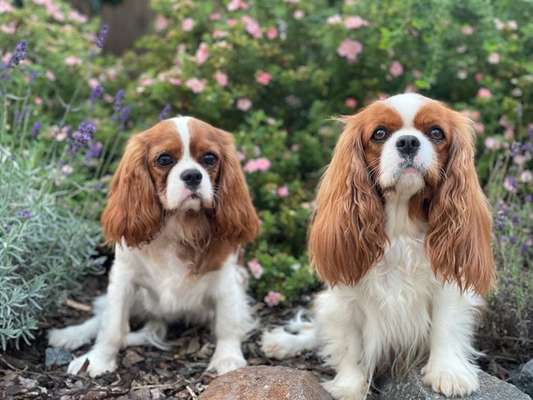 Cavalier King Charles Spaniel?-Beitrag-Bild