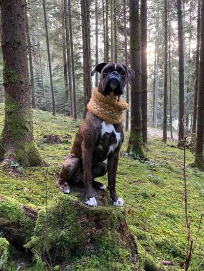 Boxer ???-Beitrag-Bild