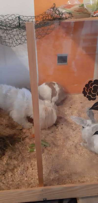 Fotochallenge Nr. 51 "Euer Hund mit anderen Tieren"-Beitrag-Bild