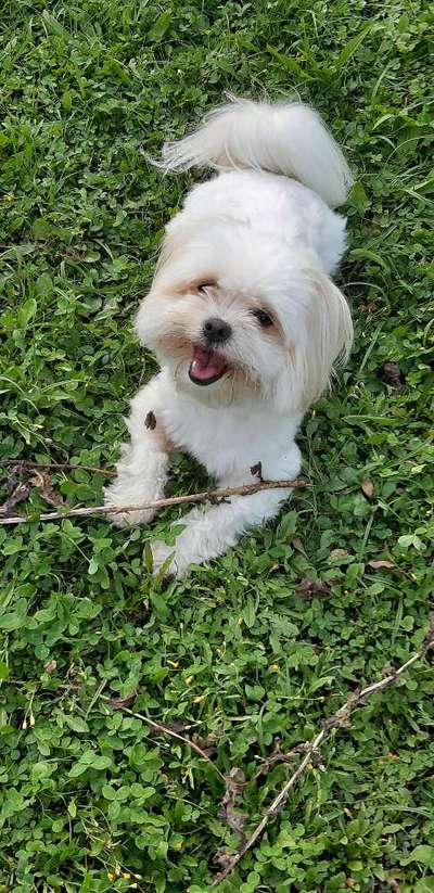 Hundetreffen-Gassi gehen inHammel-Bild