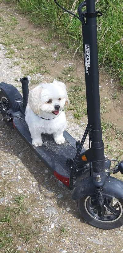 Die Dogorama Kalender Challenge Titelbild-Beitrag-Bild