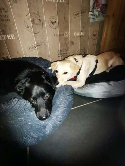 Mischlingshunde Foto Aufruf-Beitrag-Bild