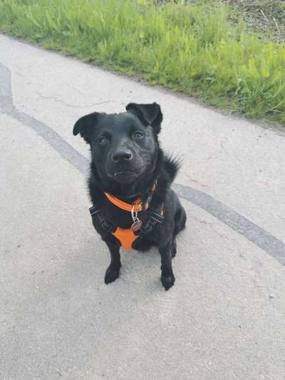 Mischlingshunde Foto Aufruf-Beitrag-Bild