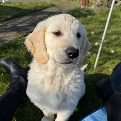 Hundetreffen-Welpentreff/Sozialisierung-Bild