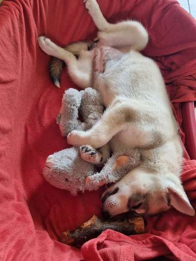 Die Dogorama Kalender Challenge 4/4-Beitrag-Bild