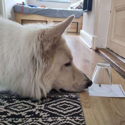 Hundetreffen-Socialwalk oder TrainingspartnerIn gesucht-Bild