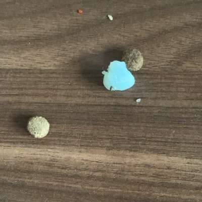 Giftköder-Evtl. Giftköder-Bild