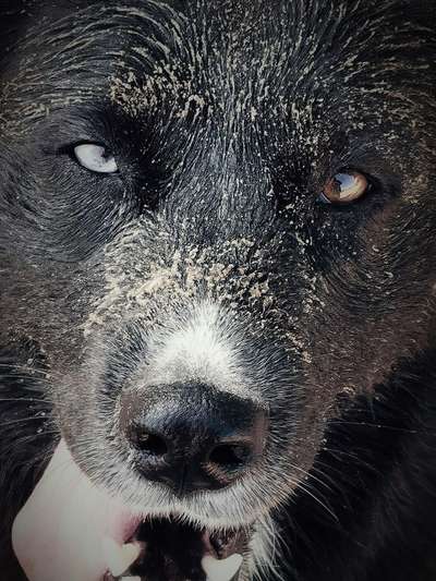 Zeigt mir die tollste Nahaufnahme von eurer Fellnase-Beitrag-Bild