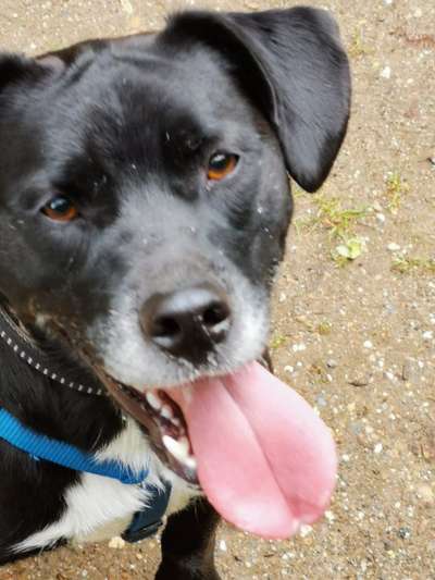 Zeigt mir die tollste Nahaufnahme von eurer Fellnase-Beitrag-Bild