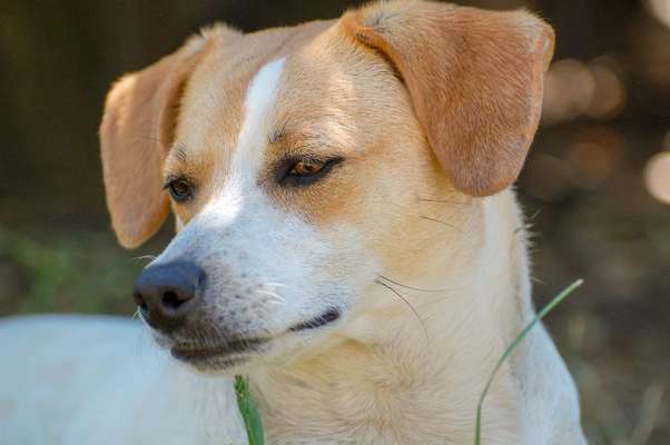 Zeigt mir die tollste Nahaufnahme von eurer Fellnase-Beitrag-Bild