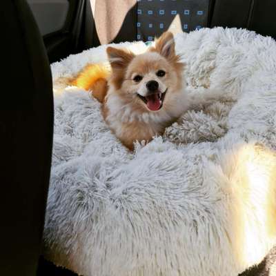 Die Dogorama Kalender Challenge Titelbild-Beitrag-Bild