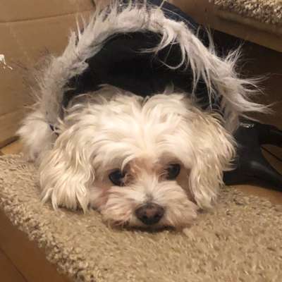 Hundetreffen-Gemeinsam gassi gehen-Bild