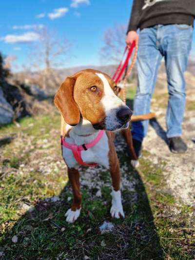 Hundetreffen-Treffen für Menschen und Hund-Bild