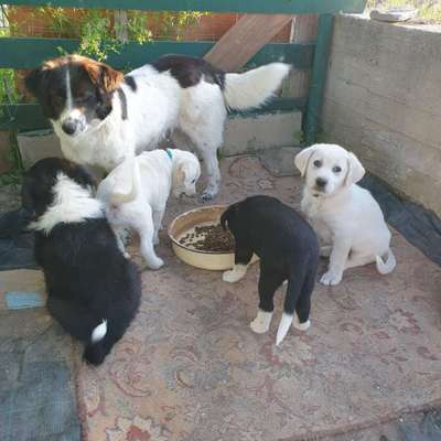 Hunde vom Tierschutzverein 🐕♥️-Beitrag-Bild