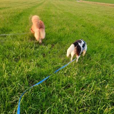Hundetreffen-Spielende im gesicherten Garten-Bild