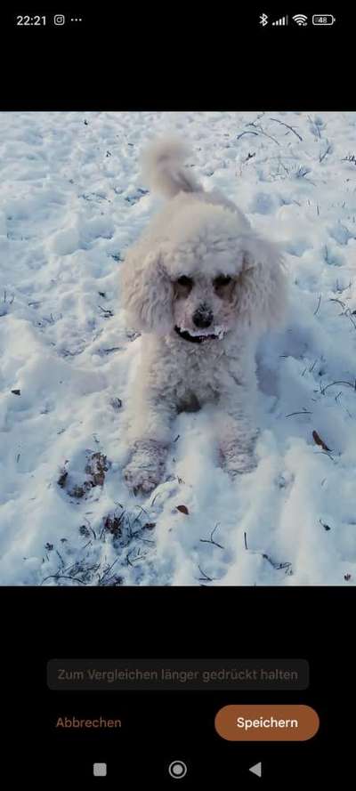 Pudel-Treffen-Beitrag-Bild