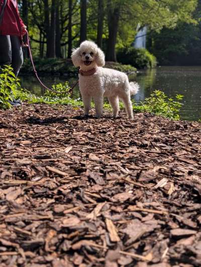 Pudel-Treffen-Beitrag-Bild