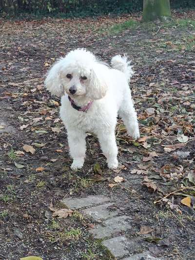 Pudel-Treffen-Beitrag-Bild