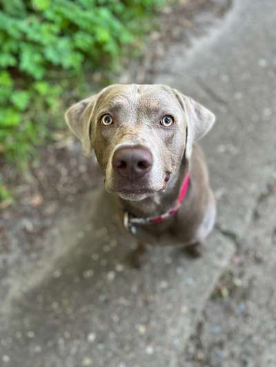 Labradorfans-Beitrag-Bild