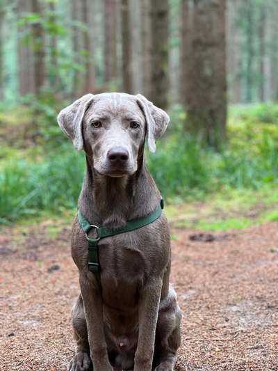 Labradorfans-Beitrag-Bild