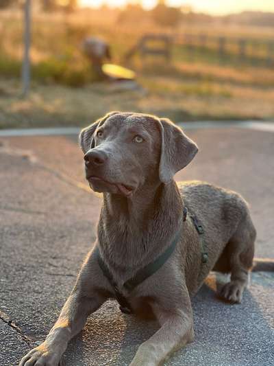 Labradorfans-Beitrag-Bild