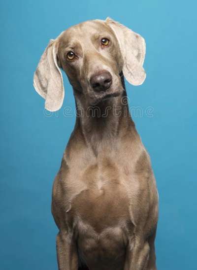 Labradorfans-Beitrag-Bild