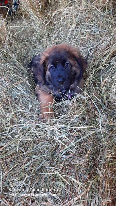 Hundetreffen-Welpentreffen in Schwerte-Bild