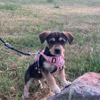 Hundetreffen-Hundetreffen für Welpe Maya-Bild