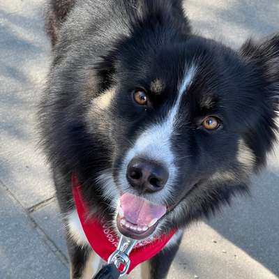 Hundetreffen-Gassi- & Spielrunde-Bild