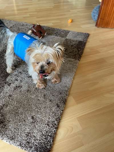 euer ältester Hund ?-Beitrag-Bild