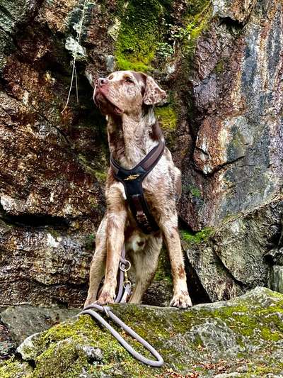 Labradorfans-Beitrag-Bild