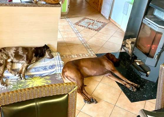 Rhodesian Ridgeback-Beitrag-Bild