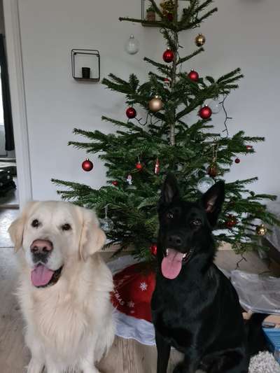 Bester Freund, Hundekumpel - zeigt her!-Beitrag-Bild