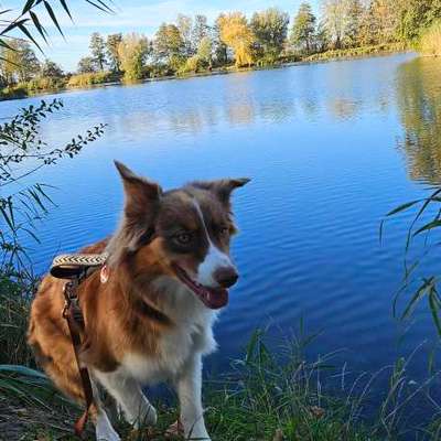 Hundetreffen-Gassirunde mit Spiel-Bild