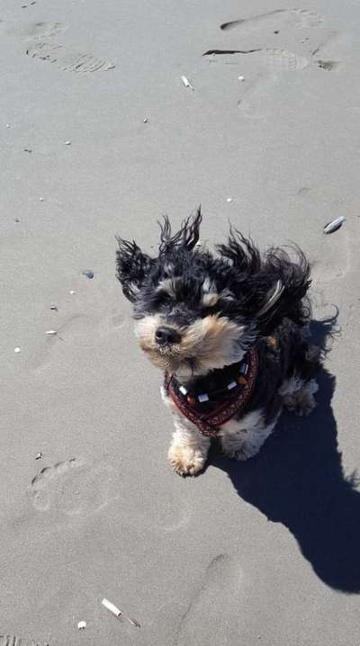 Dogorama Photo Challenge - Tierischer Urlaub-Beitrag-Bild