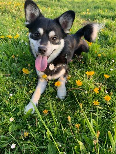 Lieblingsbild von euren Hunden?-Beitrag-Bild