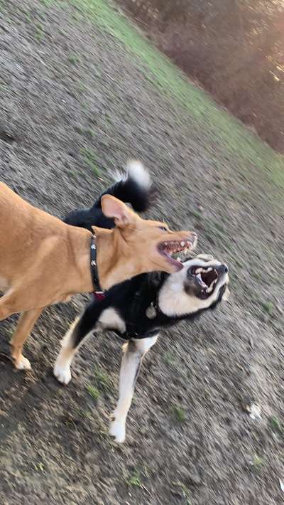 Zeige das lustigste Bild eures Hundis-Beitrag-Bild