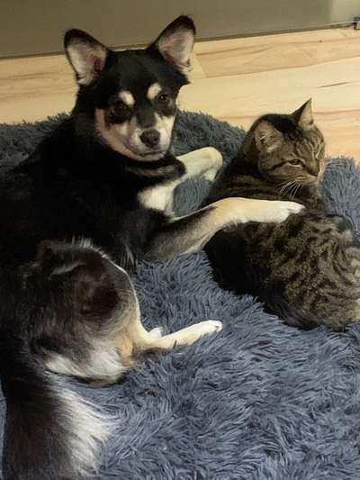 Hund und Katz Momente-Beitrag-Bild